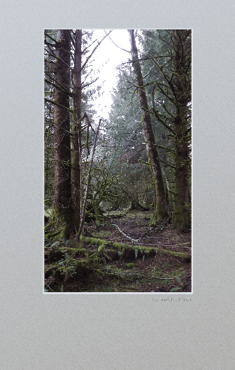 Old growth forest near Seaside